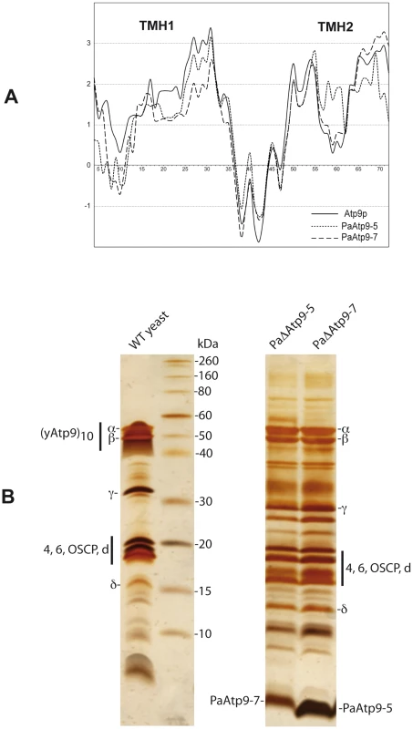 The <i>P. anserina Atp9</i> proteins are less hydrophobic than yeast Atp9p.