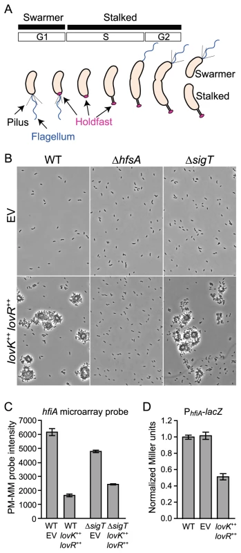 <i>lovK-lovR</i>–enhanced adhesion and transcriptional repression of <i>CC_0817 (hfiA)</i>.