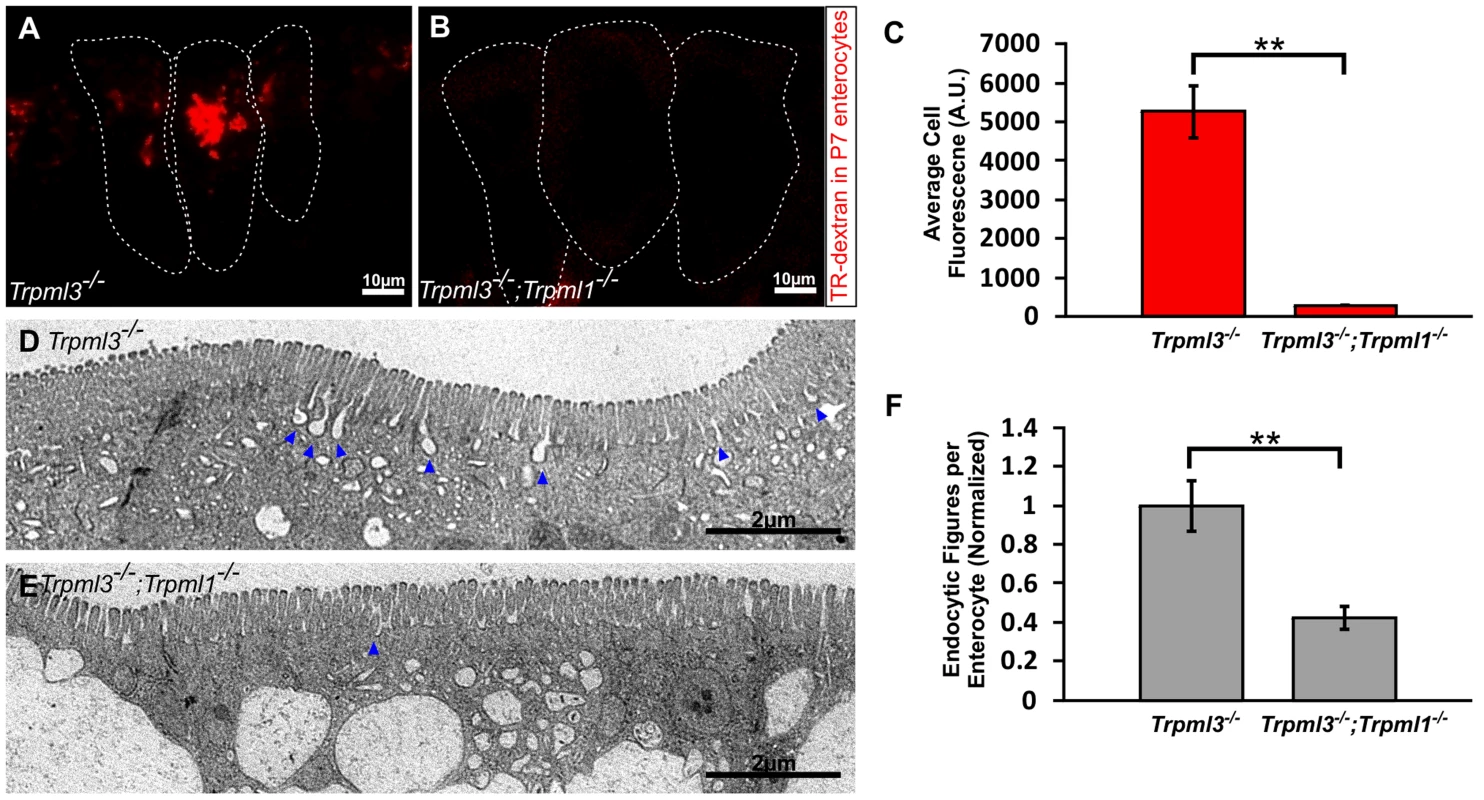 Reduced endocytotic rate in P7 neonates lacking mucolipins 3 and 1.