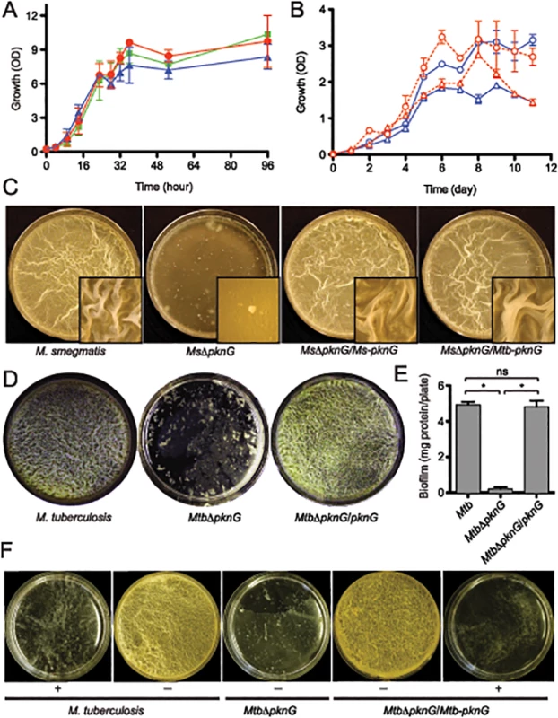 PknG kinase activity is required for biofilm growth in mycobacteria.