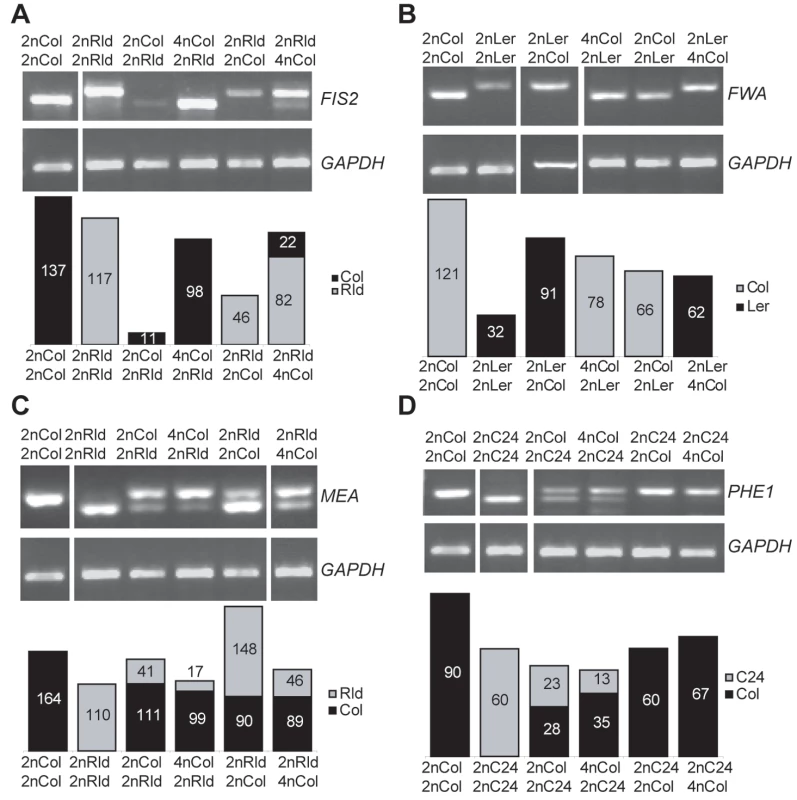 Effect of interploid crosses on imprinted status.