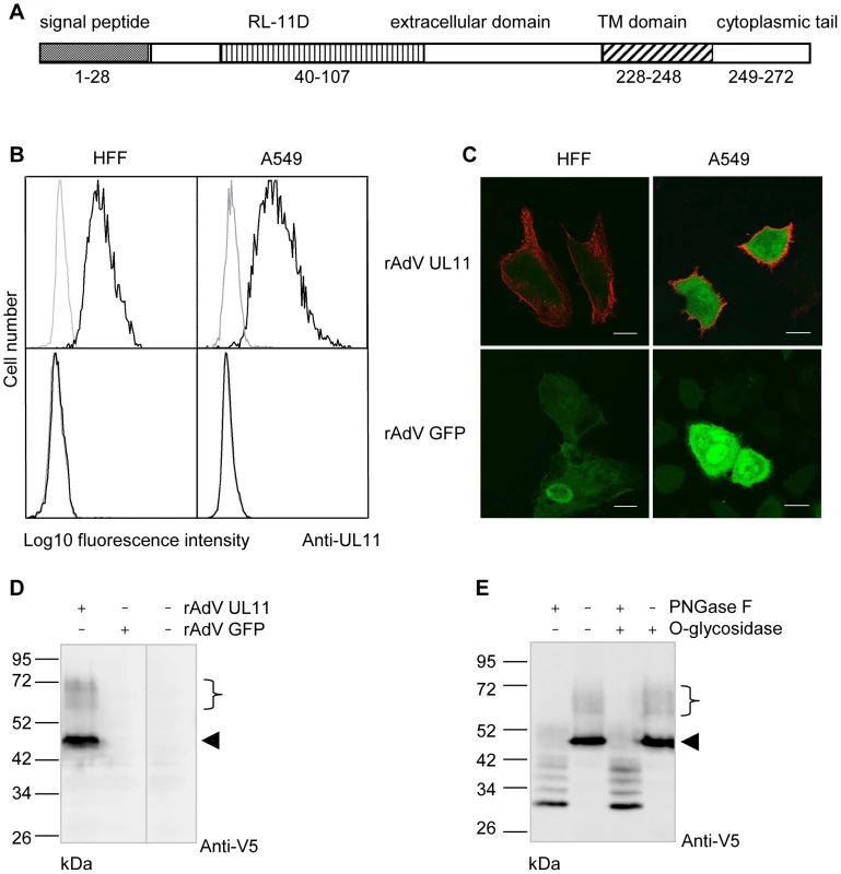 pUL11 is a surface expressed glycoprotein.