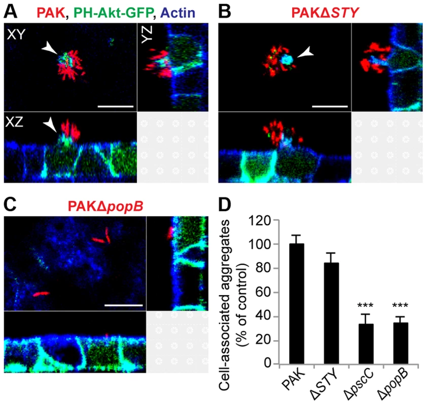 Cell-associated aggregation requires the T3SS translocon but does not require T3SS effectors.