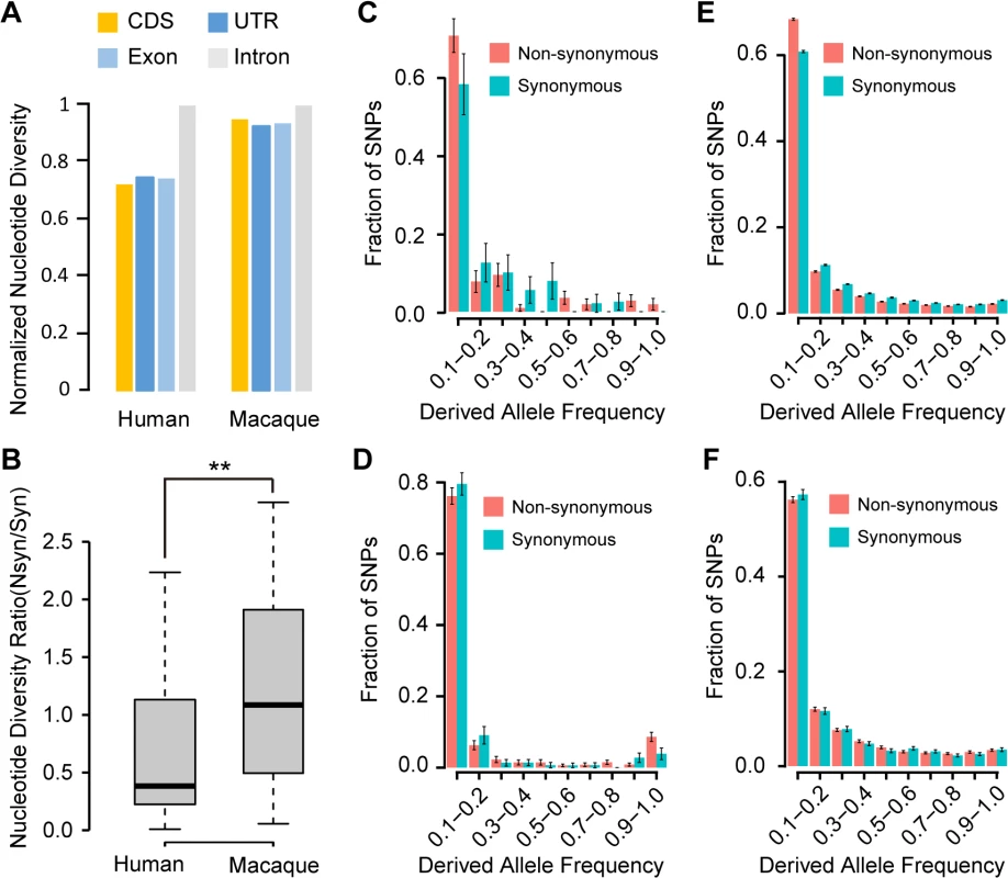 Evidence of purifying selection on the human <i>de novo</i> genes.