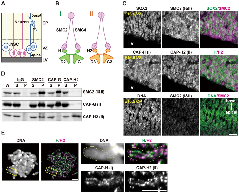 Condensins I and II are both present in NSCs.