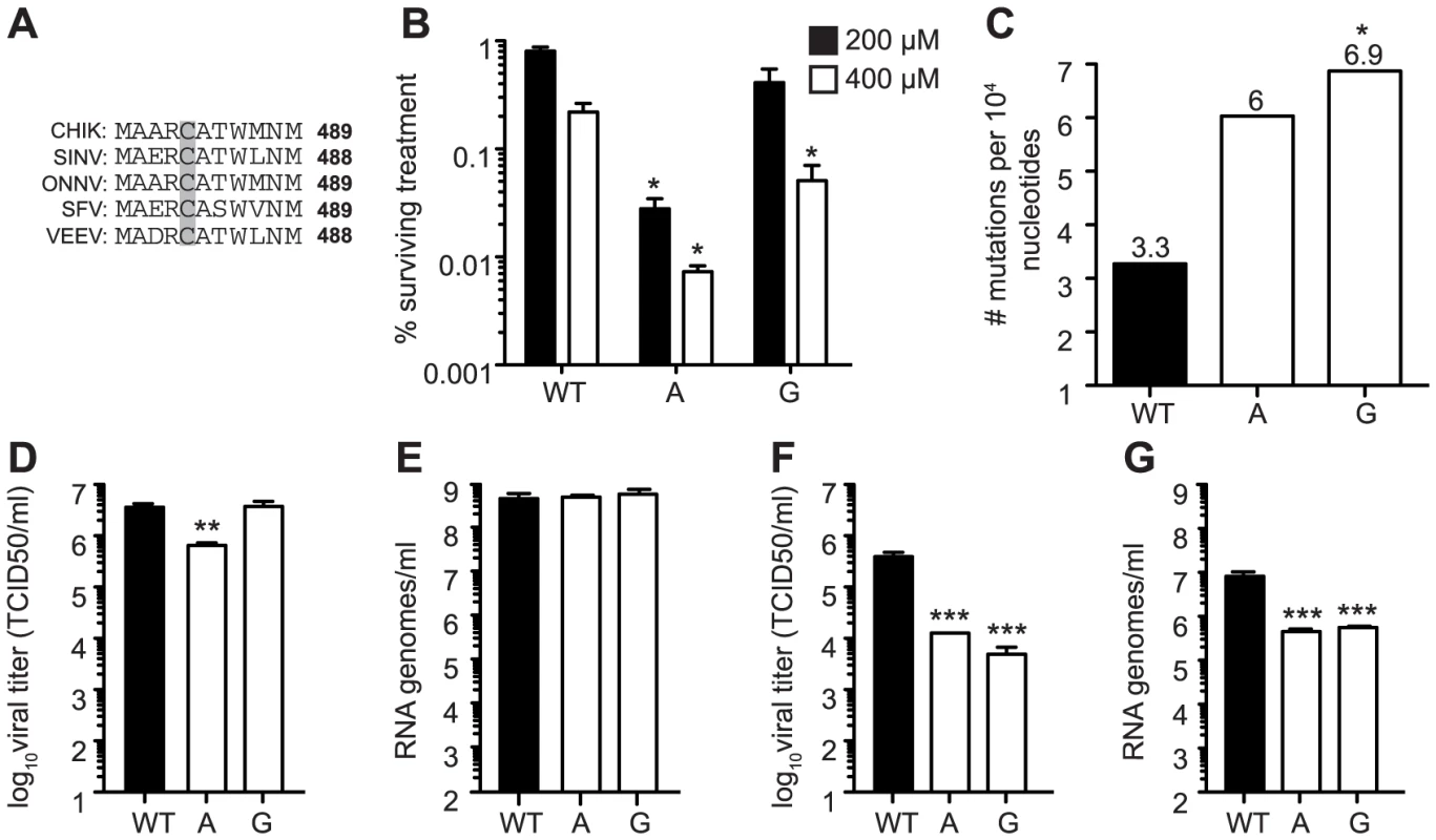 Mutagenizing SINV position C482 generates mutator strains that exhibit replication defects in mosquito cells.