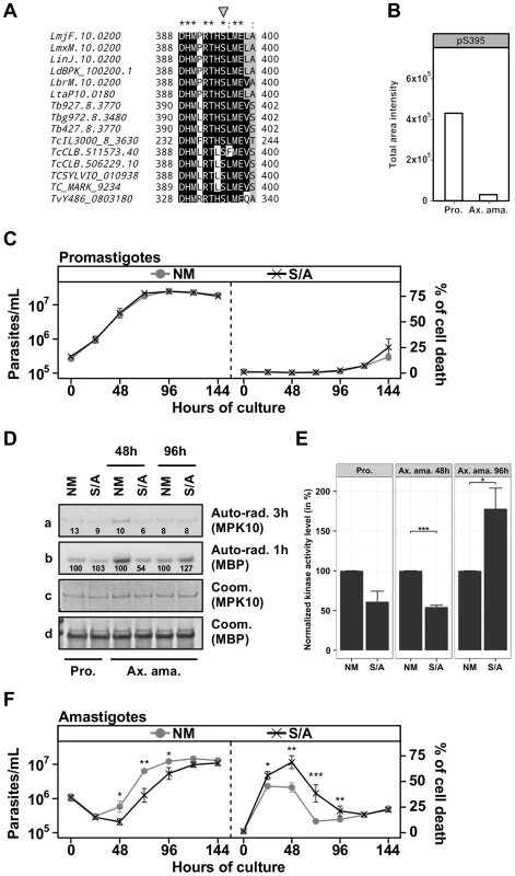 The regulatory Serine 395 residue shows stage-specific phosphorylation.