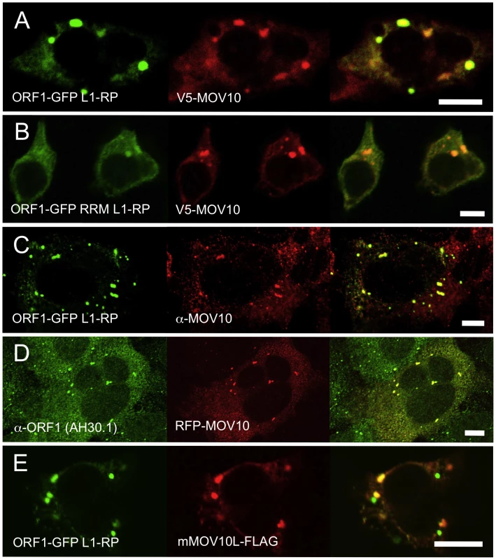 Ectopically expressed and endogenous MOV10 closely colocalizes with L1 ORF1p in multiple cell lines.