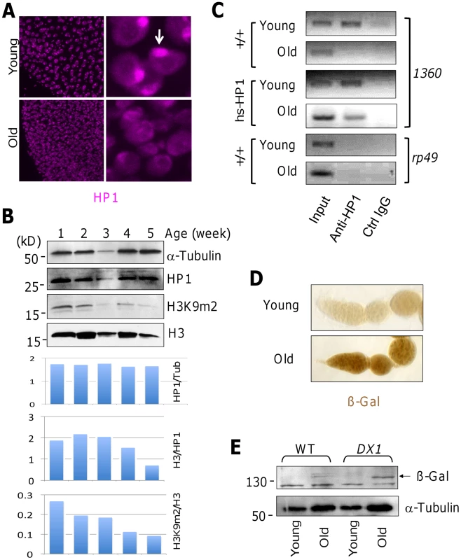 Heterochromatin levels decline with aging.