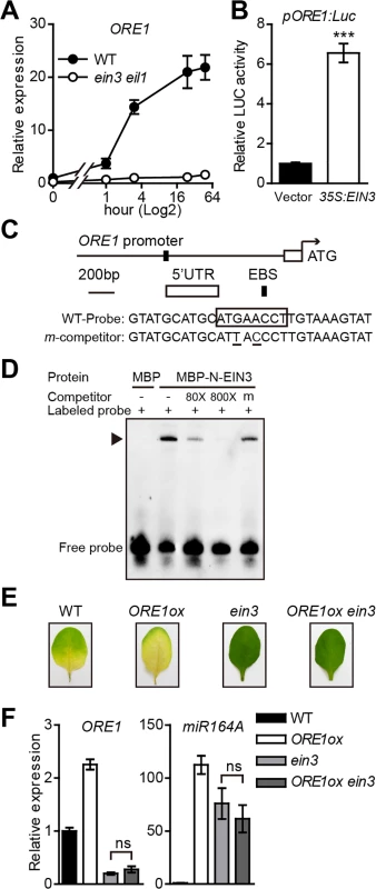 <i>ORE1</i> is directly activated by EIN3 and repressed by <i>miR164</i>.