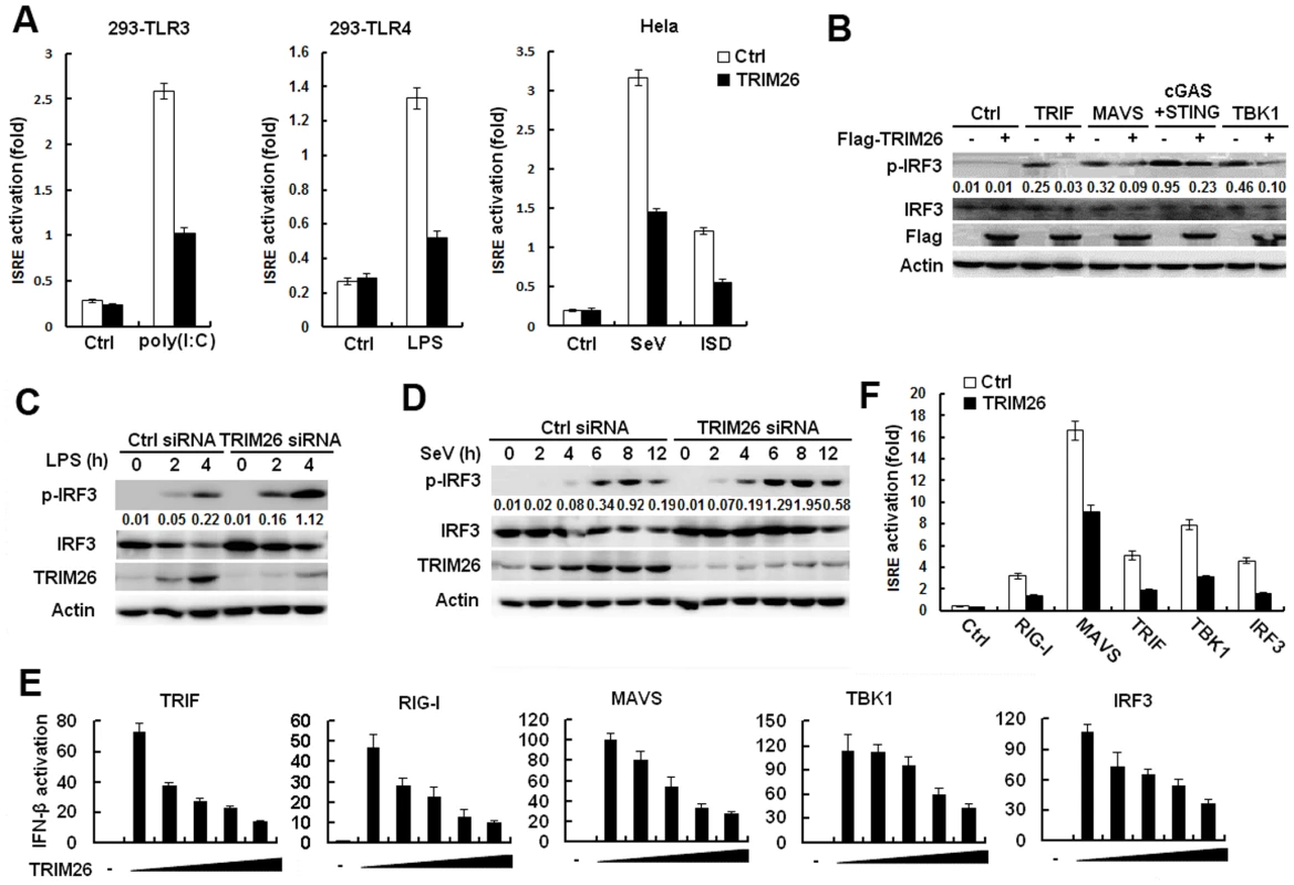 TRIM26 targets IRF3.