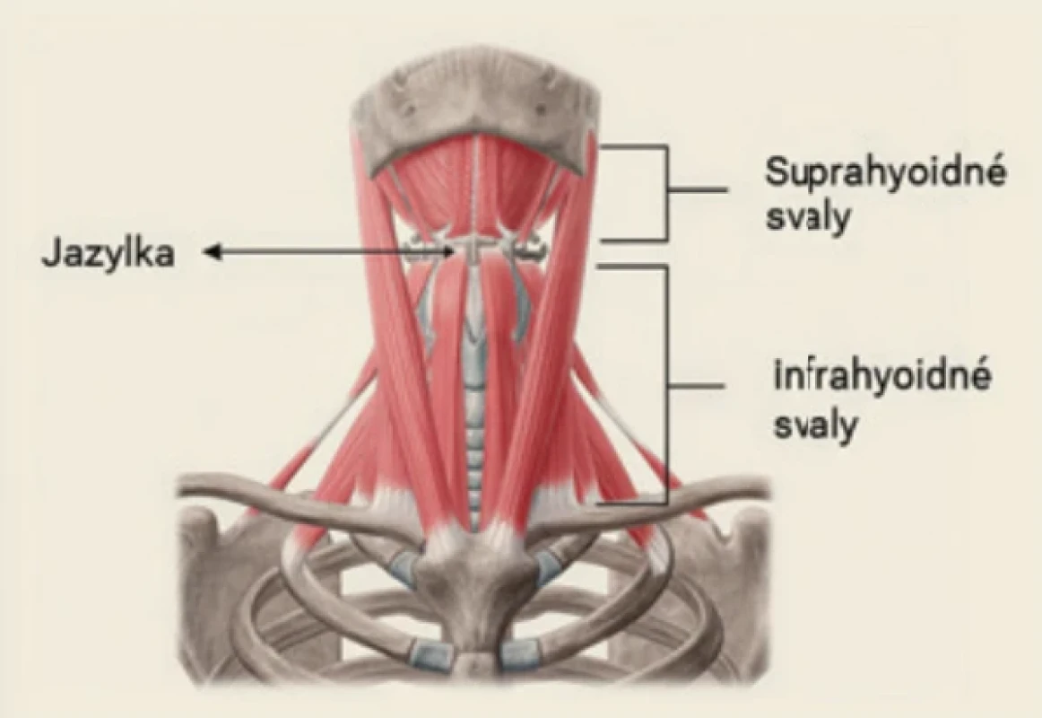 Suprahyoidné svaly (m. mylohyoideus, m. geniohyoideus, m. digastricus, m. stylohyoideus) zabezpečujú eleváciu hyolaryngeálneho komplexu, čím uskutočňujú mechanické preklopenie epiglottis a vplývajú na otvorenie UES. Infrahyoidné svaly (m. sternohyoideus, m. sternothyroideus, m. thyrohyoideus, m. omohyoideus) zaisťujú návrat do pôvodného stavu a stabilizáciu. Zdroj: Vlastná úprava podľa Kenhub (2026) [26]. Fig. 6. The suprahyoid muscles (mylohyoid, geniohyoid, digastric, stylohyoid muscles) facilitate the elevation of the hyolaryngeal complex, thereby executing the mechanical inversion of the epiglottis and influencing UES opening. The infrahyoid muscles (sternohyoid, sternothyroid, thyrohyoid, omohyoid muscles) ensure the return to the resting state and stabilization. Source: Modifi ed from Kenhub (2026) [26].
