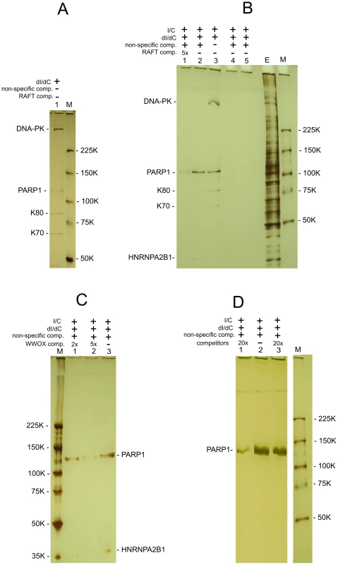 Selection of proteins binding with RAFT preparations and with the individual FT from <i>WWOX</i> gene.