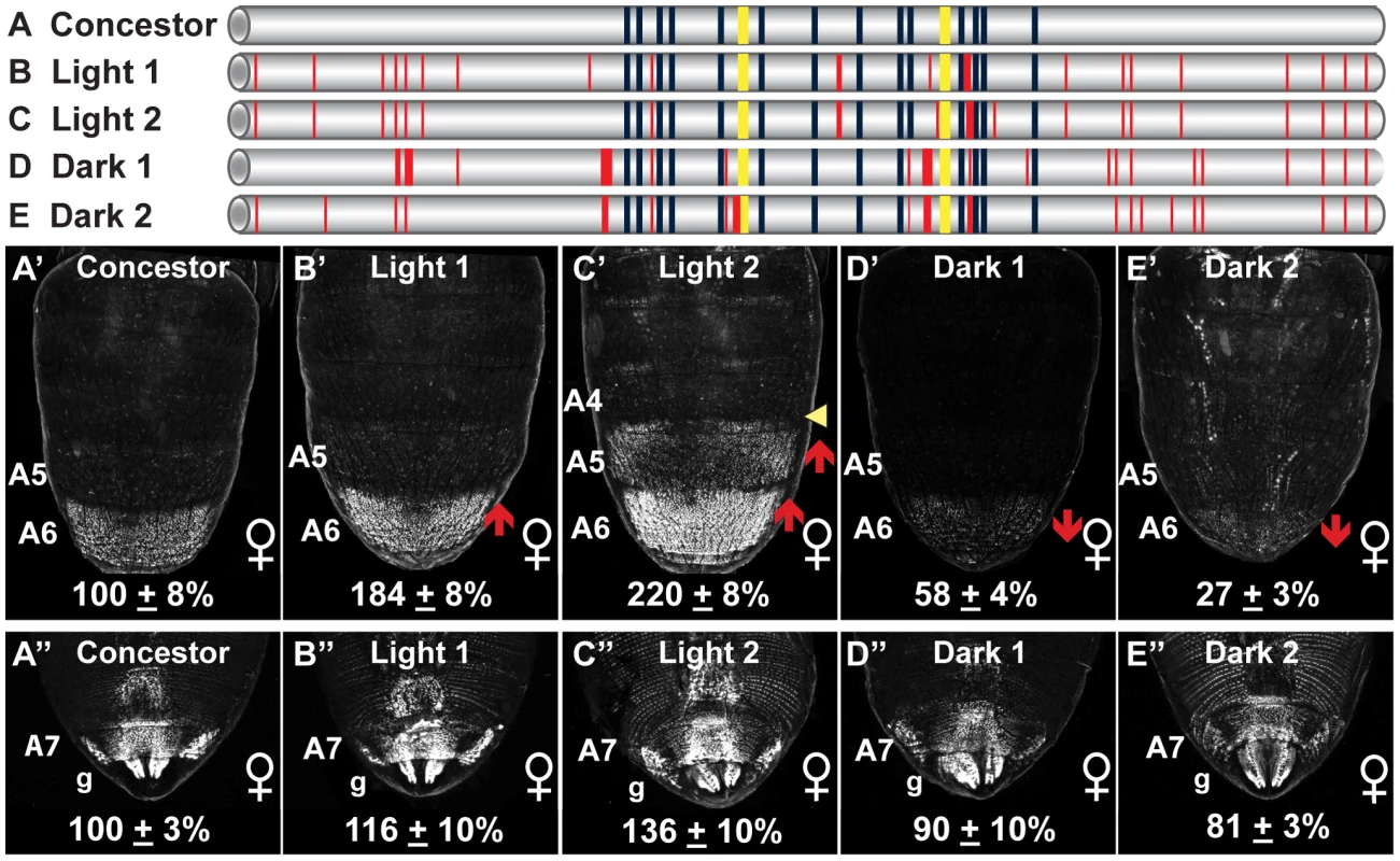 Dimorphic element alleles diverged from an ancestral state.