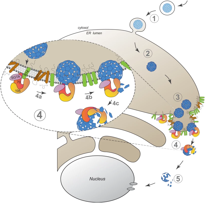 A model depicting Hsp105-dependent extraction of SV40 from the ER into the cytosol.