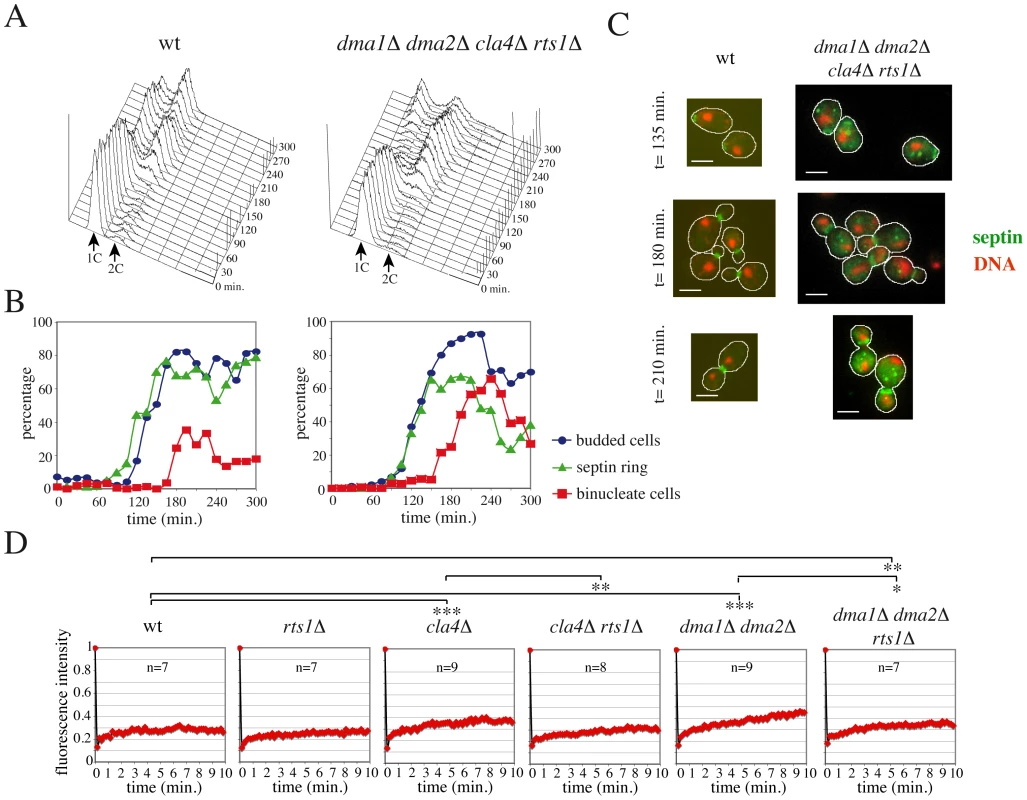 <i>RTS1</i> deletion rescues septin defects of <i>dma1Δ dma2Δ cla4Δ</i> cells.