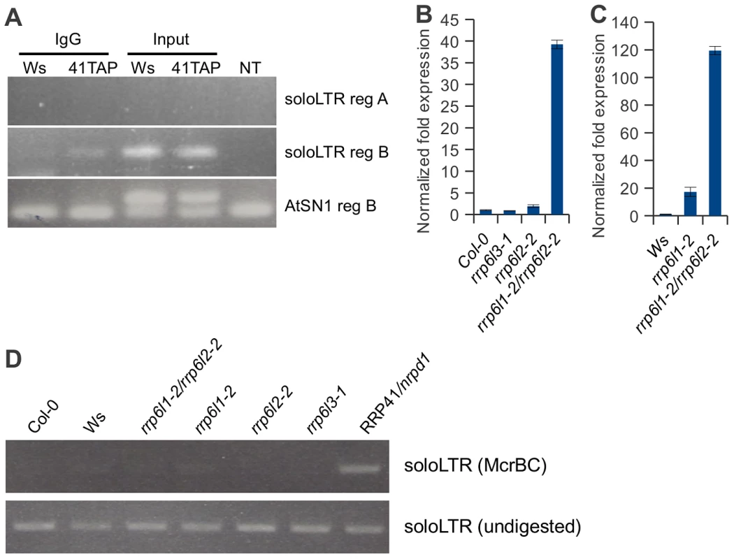 Exosome associates with transcripts produced from the region adjacent to the solo LTR scaffold-generating area.