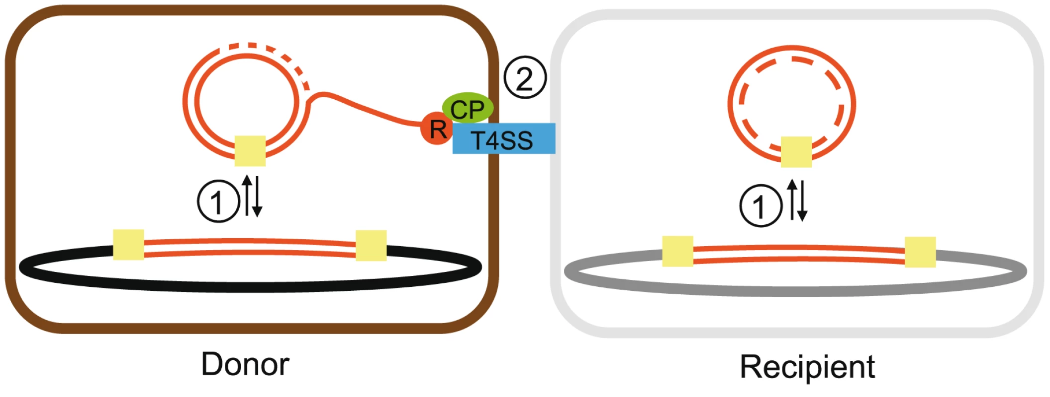 Scheme of some essential interactions in the process of ICEs movement.