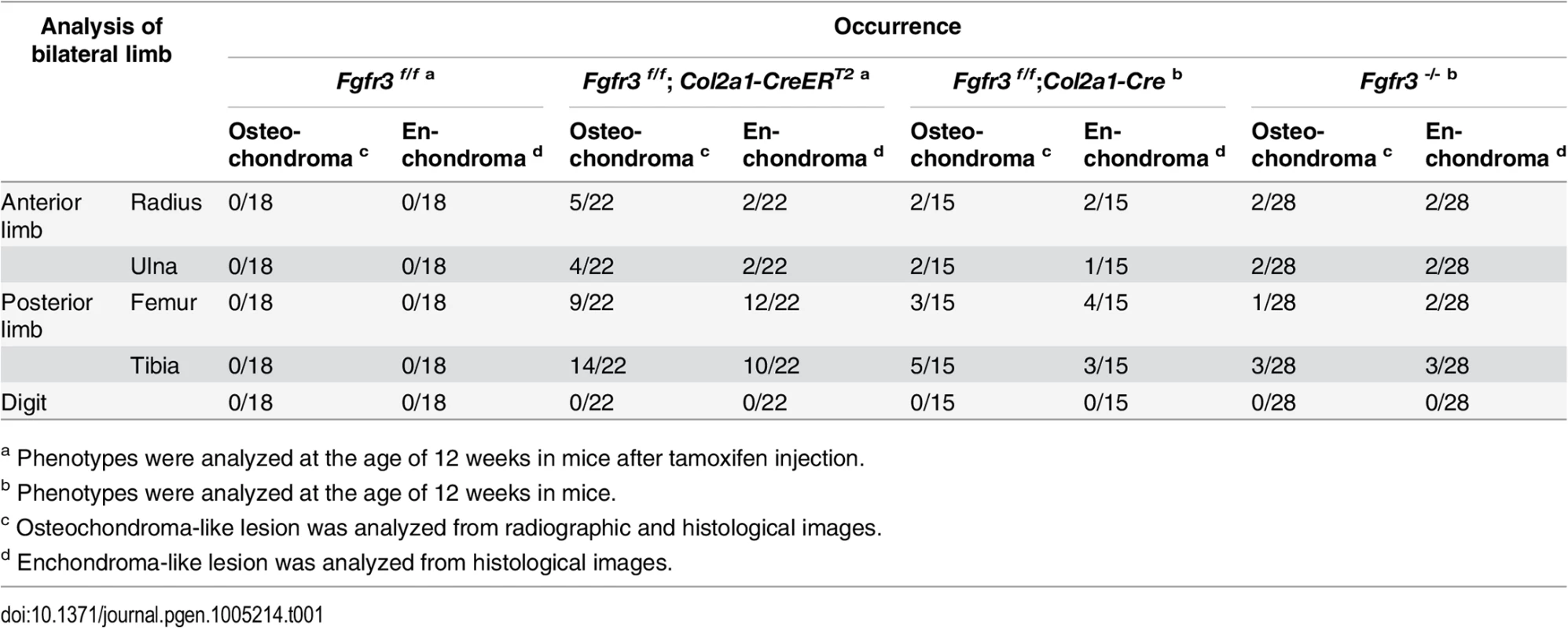 Occurrence of chondroma-like lesions in <i>Fgfr3</i>-deficient mice.