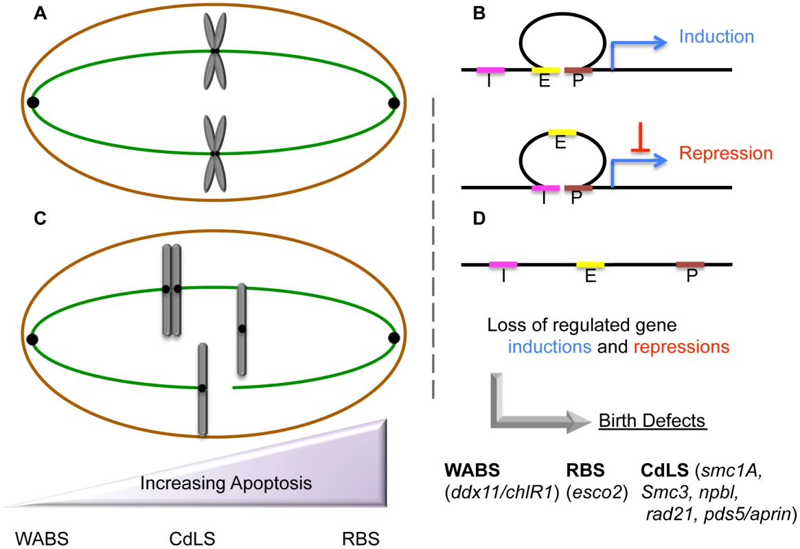 Etiologic and peripheral phenotypes of cohesinopathies.