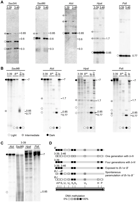 DNA methylation patterns in transgenic and endogenous <i>b1</i> repeats.