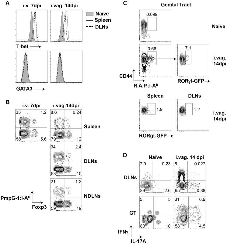 Development of Th1, Tregs and Th17 cell subsets after <i>C. muridarum</i> infections.
