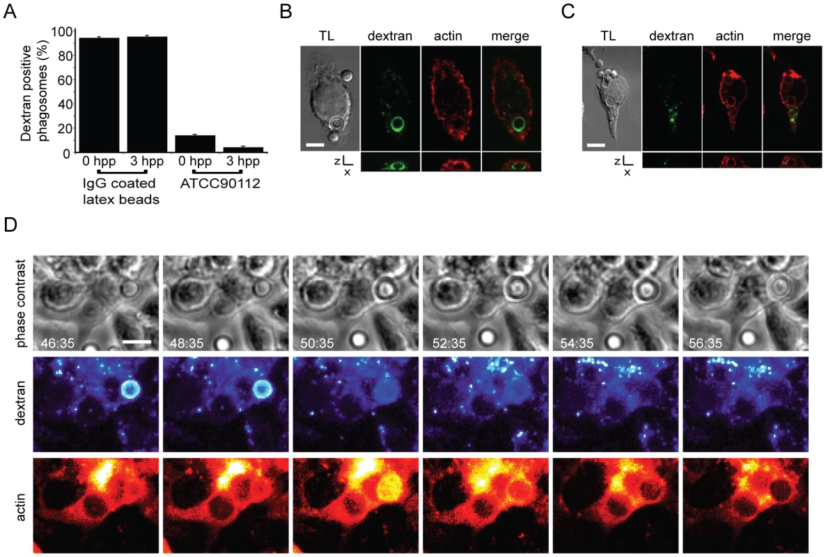 Actin flashes immediately follow rapid permeabilisation of phagosomes containing <i>Cryptococcus</i>.
