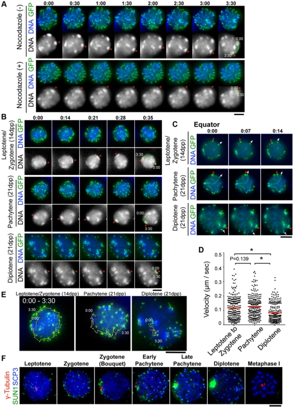 Visualization of stage-specific chromosome movement in live spermatocytes.