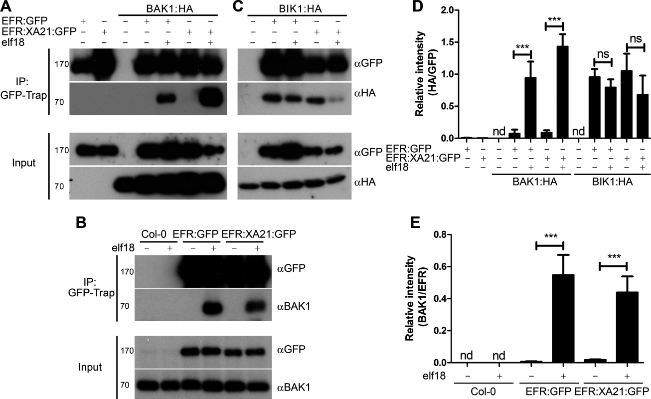 Dynamic association of EFR and the EFR:XA21 chimera with BAK1 and BIK1 <i>in planta</i>.