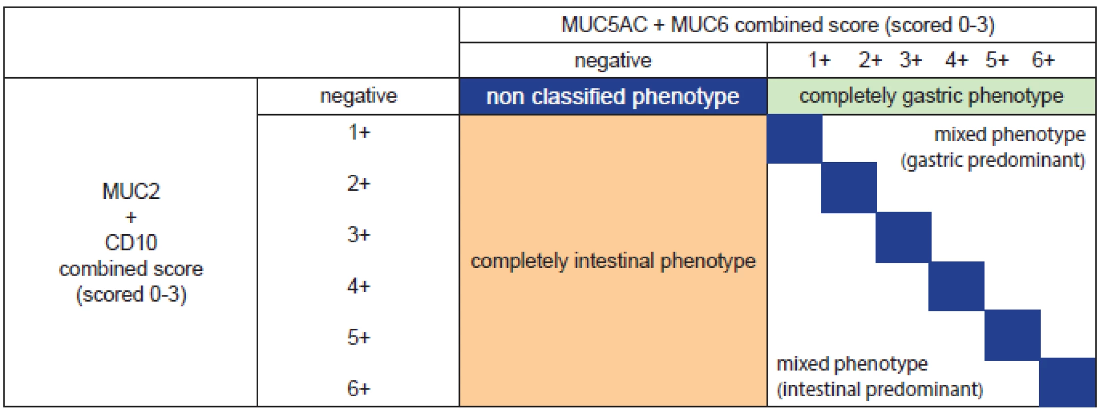 Phenotypic classification by expression of mucins (MUC5AC, MUC6, MUC2) and CD10 (modified from (53). All markers are scored as following: negative = 0-4 % reactivity, 1+ = 5-30 %, 2+ = 31-60 %, 3+ >60 %. Some tumors have a phenotype that is either entirely gastric (green box) or enterily intestinal (orange box), while a small proportion have no identifiable (nonclassified) phenotype (large blue box). However, many tumors express both gastric and intestinal phenotypes (lower right) and these may be either predominantely intestinal (below and to the left of the blue boxes=, or predomintantely gastric (above and right of the blue boxes). The blue boxes themselves indicate tumors that express roughly equal quantities of both intestinal and gastric markers, varying from minimal (grade 1 of each) to grade 6 (abundant expression of both). Noteworthy that with degree of neoplasia entirely and predominantely intestinal phenotypes become lesser and entirely gastric differentiated tumors are seen more often together with a marked proportion of mixed phenotypes predominantely gastric (53). In practice, the routine use of immunohistochemistry outside from studies is not recommended.
