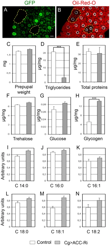 Metabolic defects due to ACC disruption.