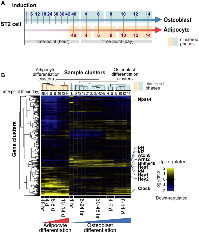 Transcription factor gene expression framework of differentiating ST2 cells.