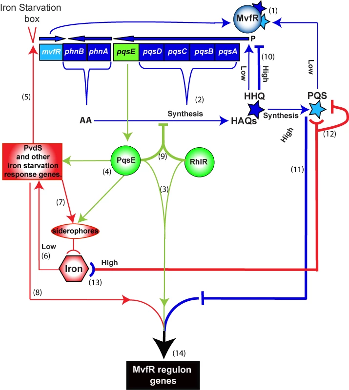 Schematic of the positive and negative homeostatic interplay among the MvfR regulon components PqsE, and PQS and HHQ with RhlR and iron.