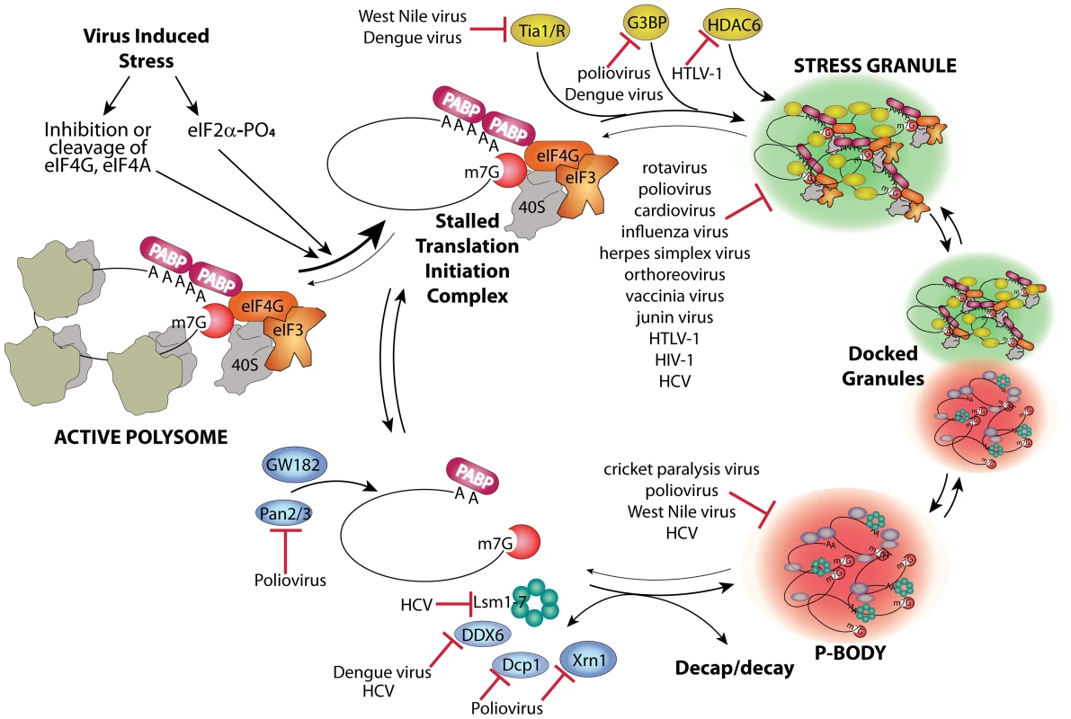 Stress granule and P-body assembly and interference by viruses.