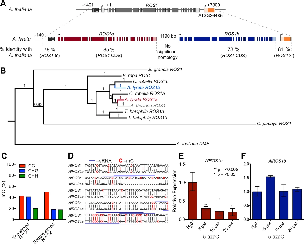 Methylation-sensitive expression of <i>ROS1</i> is evolutionarily conserved.