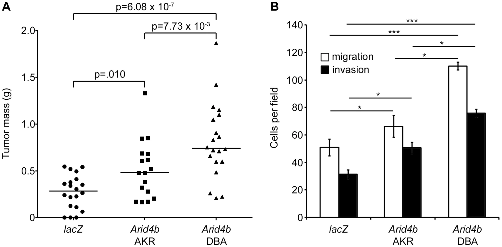 Ectopic expression of <i>Arid4b</i> increases orthotopic tumor growth, tumor cell migration, and invasion.