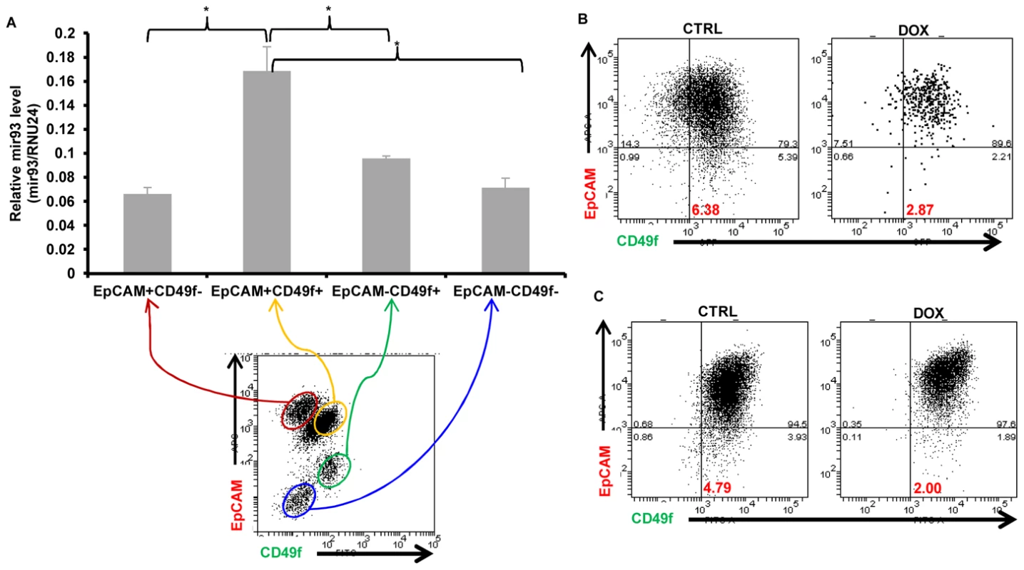 mir93 promotes MET in normal breast epithelial cells.