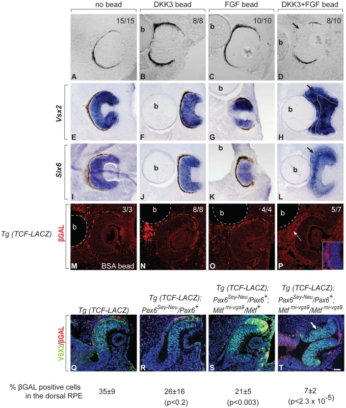 FGF and DKK3 induce RPE transdifferentiation.
