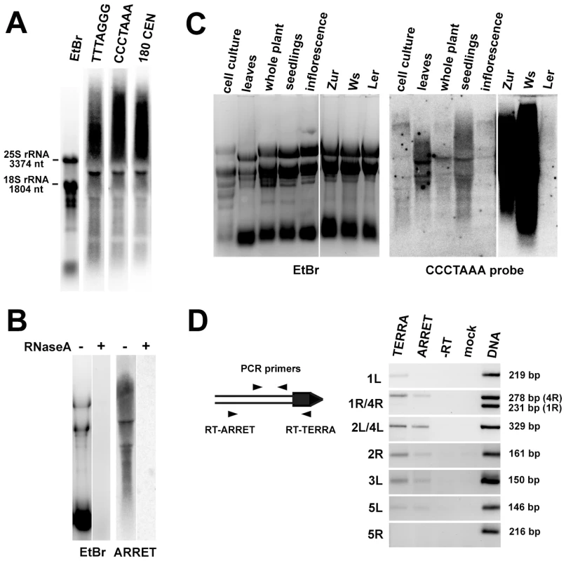 Identification of TERRA and ARRET transcripts in <i>Arabidopsis</i>.