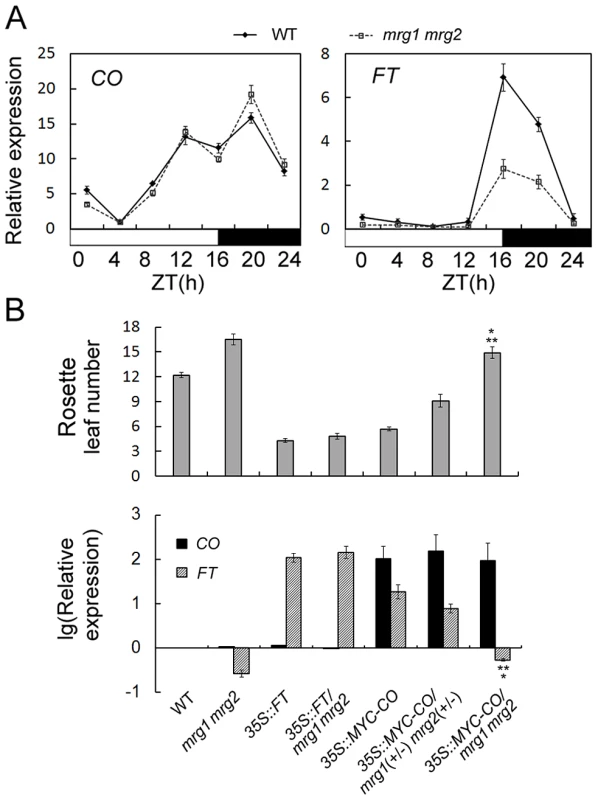 MRG1/2 are required for normal activation of <i>FT</i> expression.