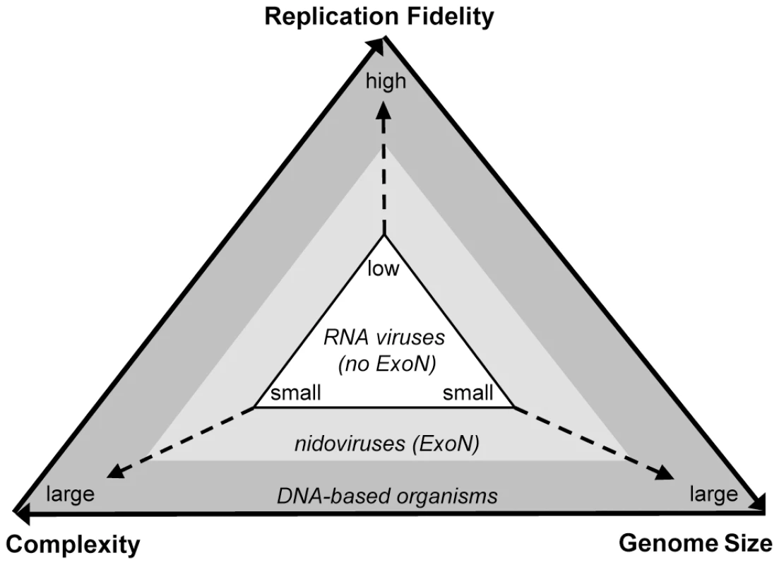 The Eigen trap and a model of nidoviral escape by ExoN acquisition.