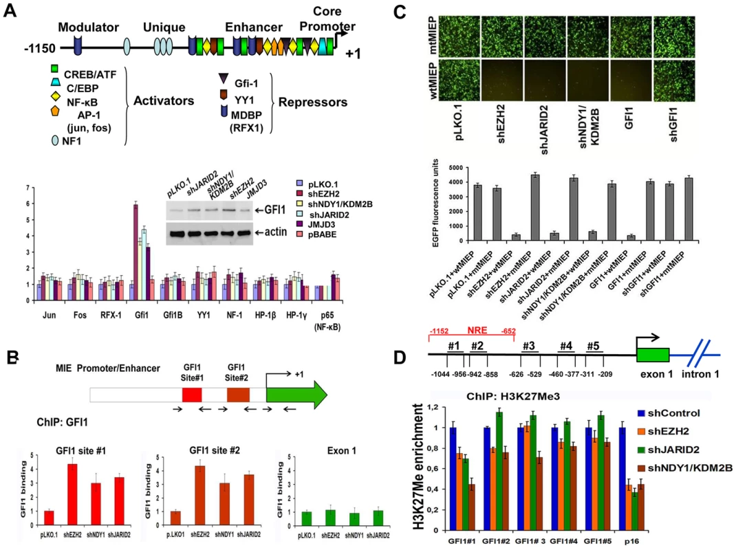 NDY1/KDM2B, EZH2 JARID2 and JMJD3 control the expression of GFI1, a direct repressor of the HCMV MIEP, by regulating histone H3K27 tri-methylation in the GFI1 promoter.
