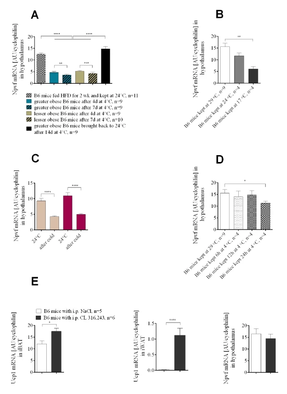 The expression of <i>Npvf</i> in the hypothalamus responds to reduced ambient temperature and time of exposure to the cold, but is not associated with the level of non-shivering thermogenesis in iBAT.
