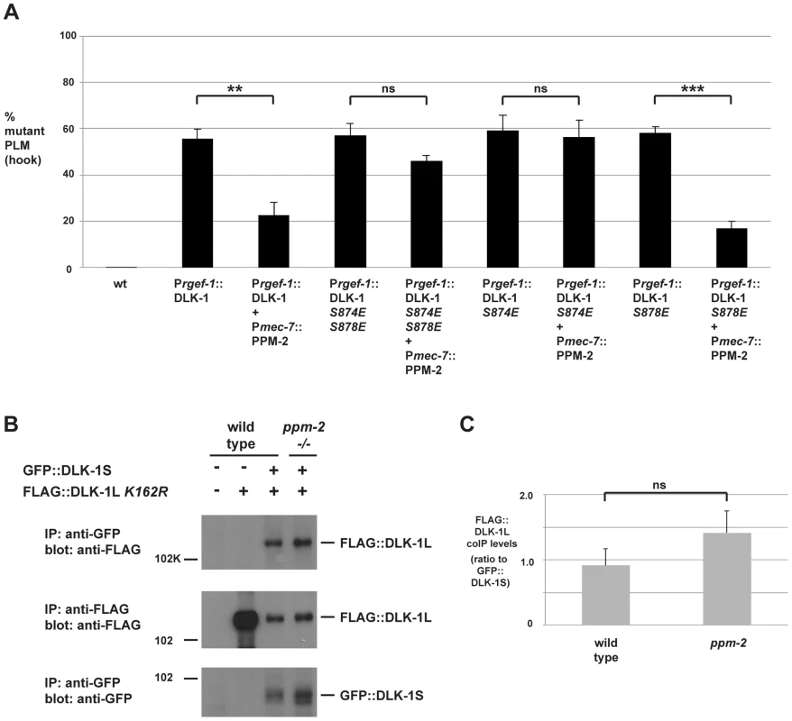 PPM-2 regulates DLK-1 by acting on S874.