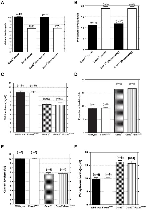 Neither thymectomy nor the <i>Foxn1<sup>nu</sup></i> mutation exacerbated the hypoparathyroidism phenotype in <i>Gcm2</i><sup>−/−</sup> mutants.