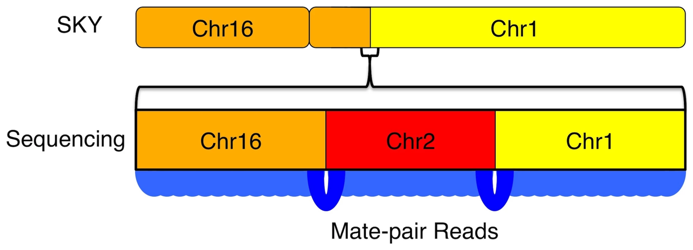 Increased resolution of structural variations by sequencing.