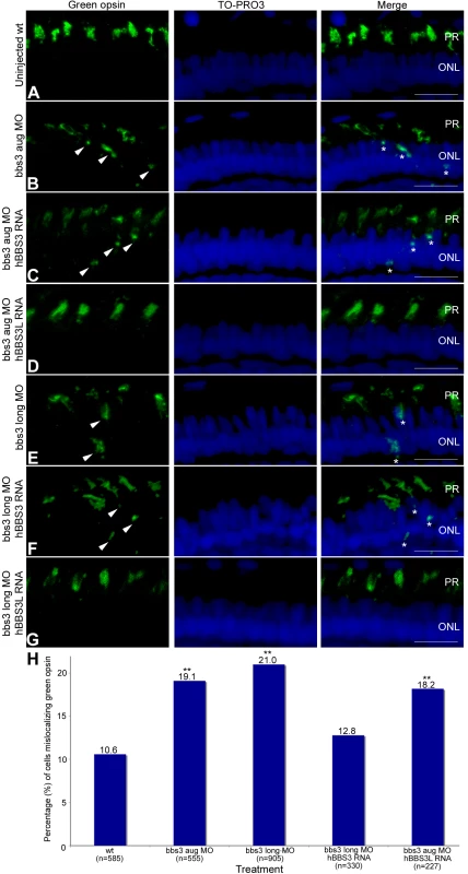 Green opsin mislocalization and rescue in 5-day-old bbs3 morphant zebrafish.
