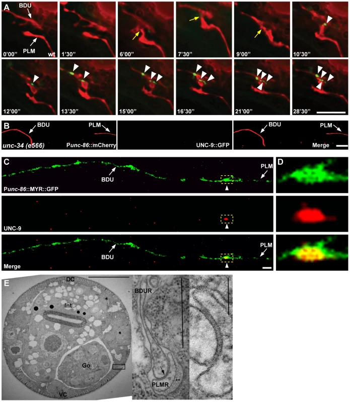 Gap junctions form between BDU and PLM neurons.