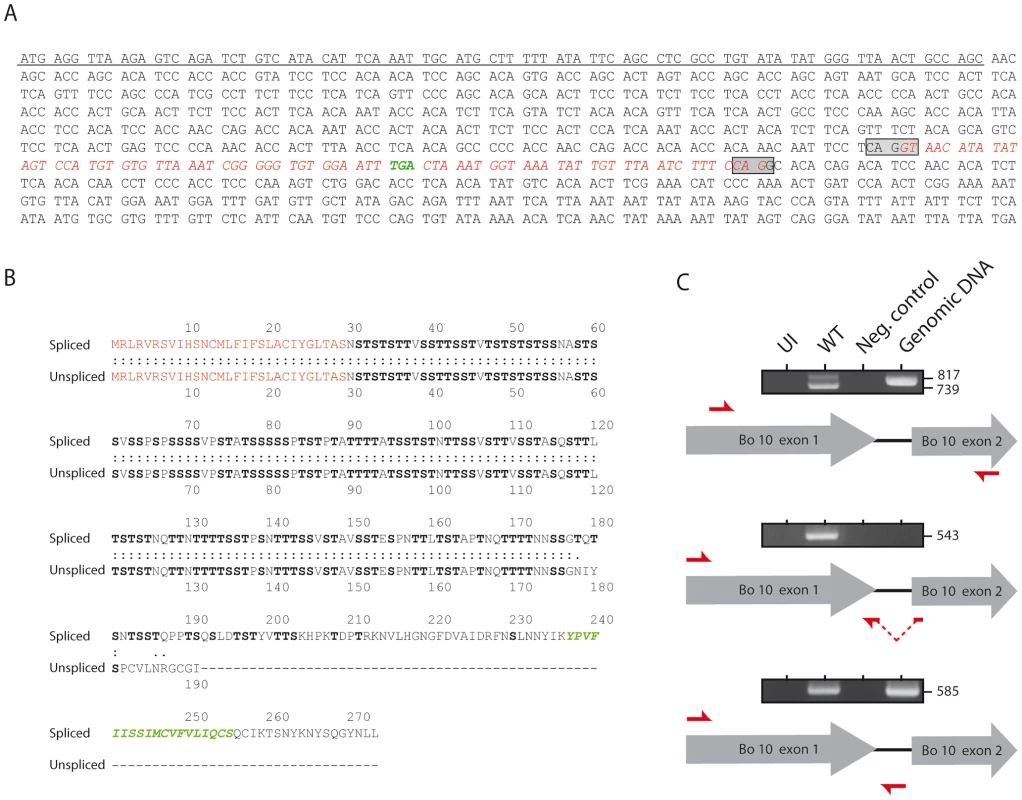 Bo10 mRNA undergoes alternative splicing.