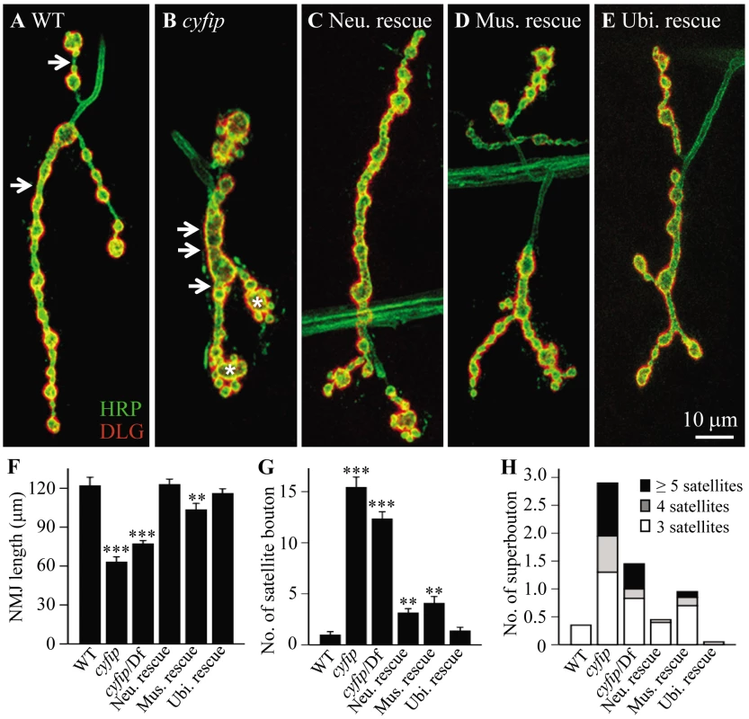 <i>cyfip</i> regulates synapse development.